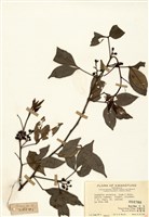 藏品(飛龍掌血)的圖片